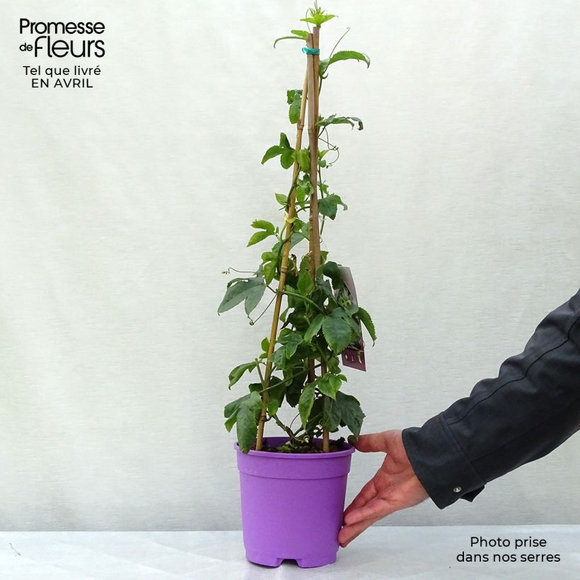 Passiflora Byron Beauty Vaso da 2L/3L esemplare consegnato in primavera