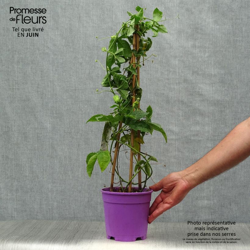Esemplare di Passiflora Essenza Vaso da 2L/3L consegnato in estate