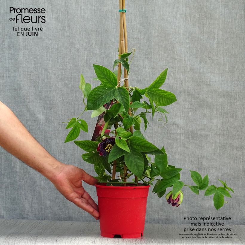 Esemplare di Passiflora Marijke Vaso da 2L/3L consegnato in estate