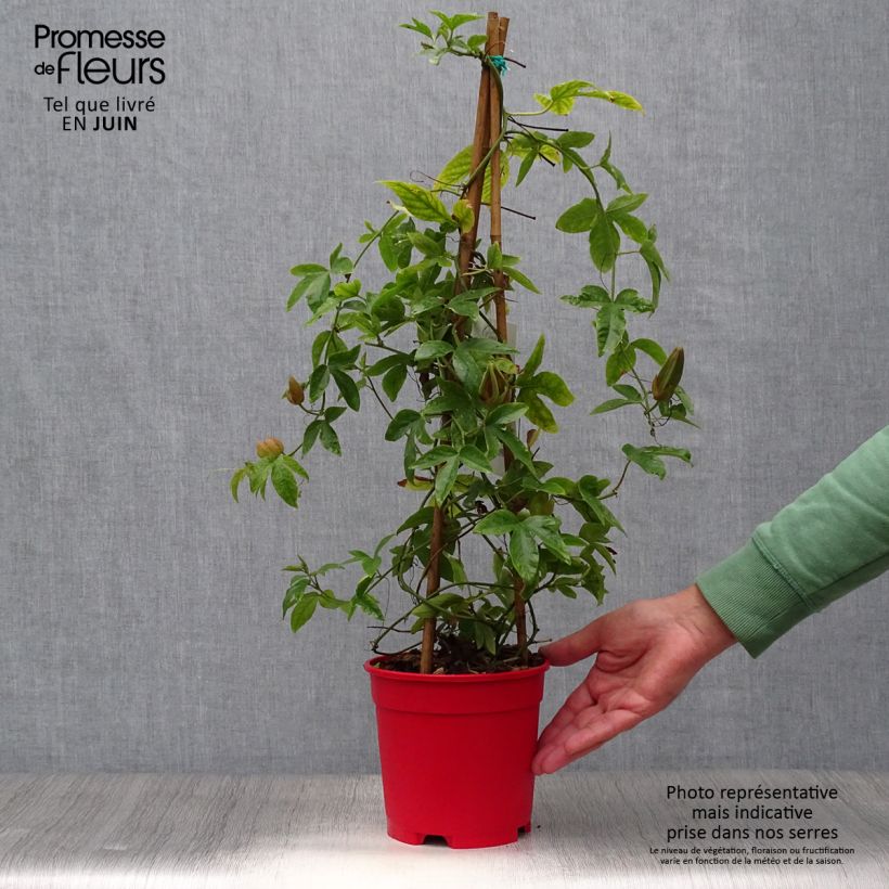 Esemplare di Passiflora Michael Vaso da 2L/3L consegnato in estate