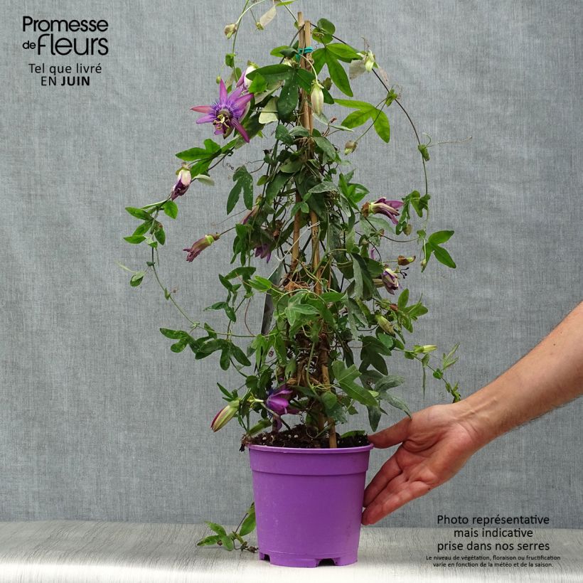 Esemplare di Passiflora Purple Passion Vaso da 2L/3L consegnato in estate
