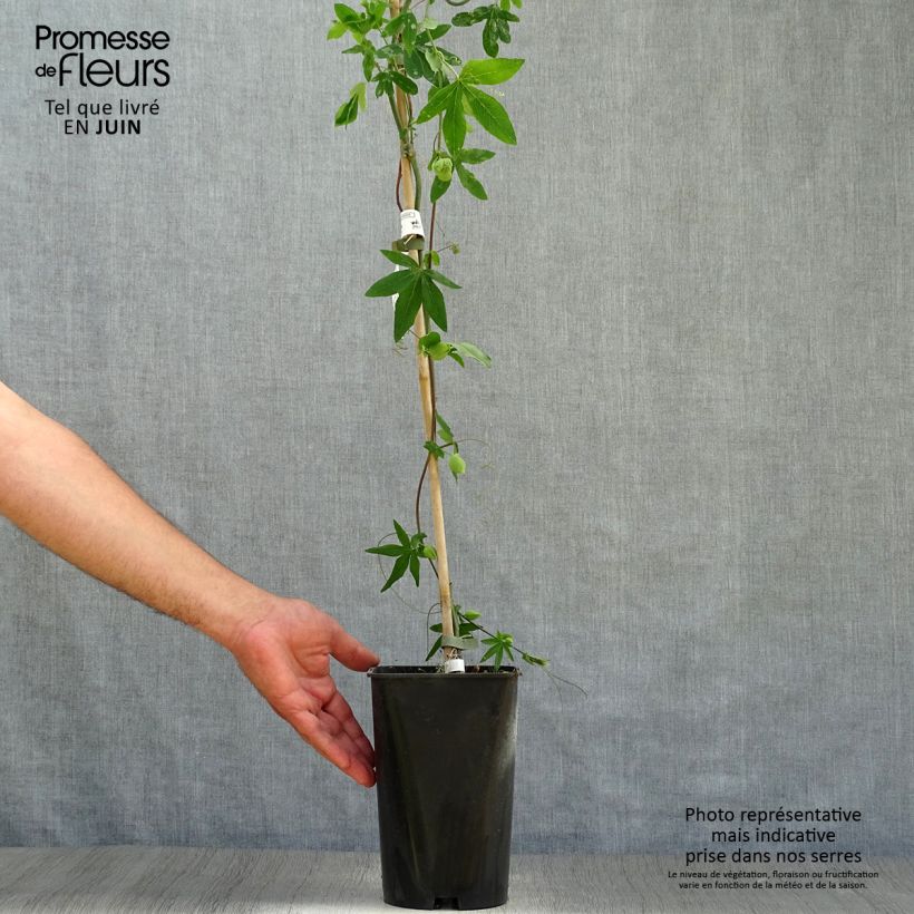 Esemplare di Passiflora Snow Queen Vaso da 2L/3L consegnato in estate