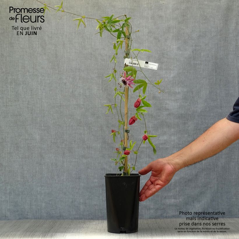 Esemplare di Passiflora Victoria Vaso da 2L/3L consegnato in estate