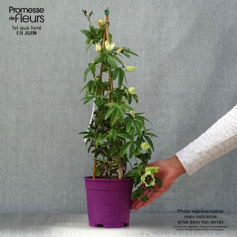 Esemplare di Passiflora caerulea x racemosa Vaso da 2L/3L consegnato in estate