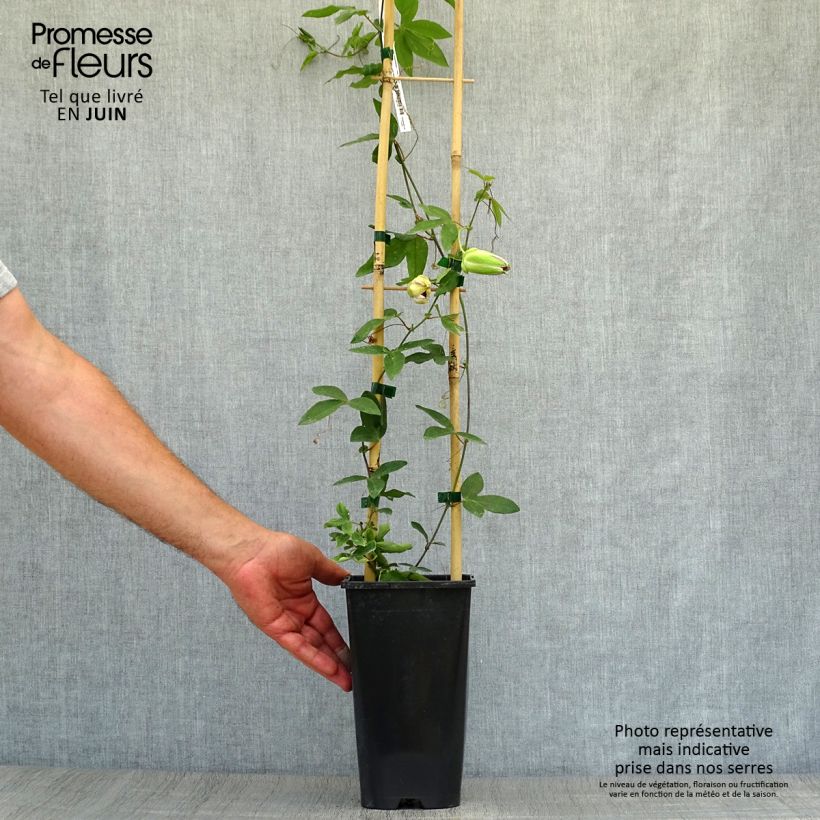 Esemplare di Passiflora Damsel's Delight Vaso da 2L/3L consegnato in estate