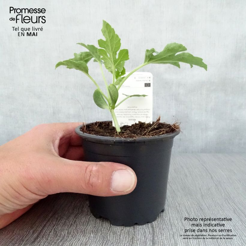 Anguria Pata Negra F1 Vaso da Ø 10 cm/11 cm esemplare consegnato in primavera