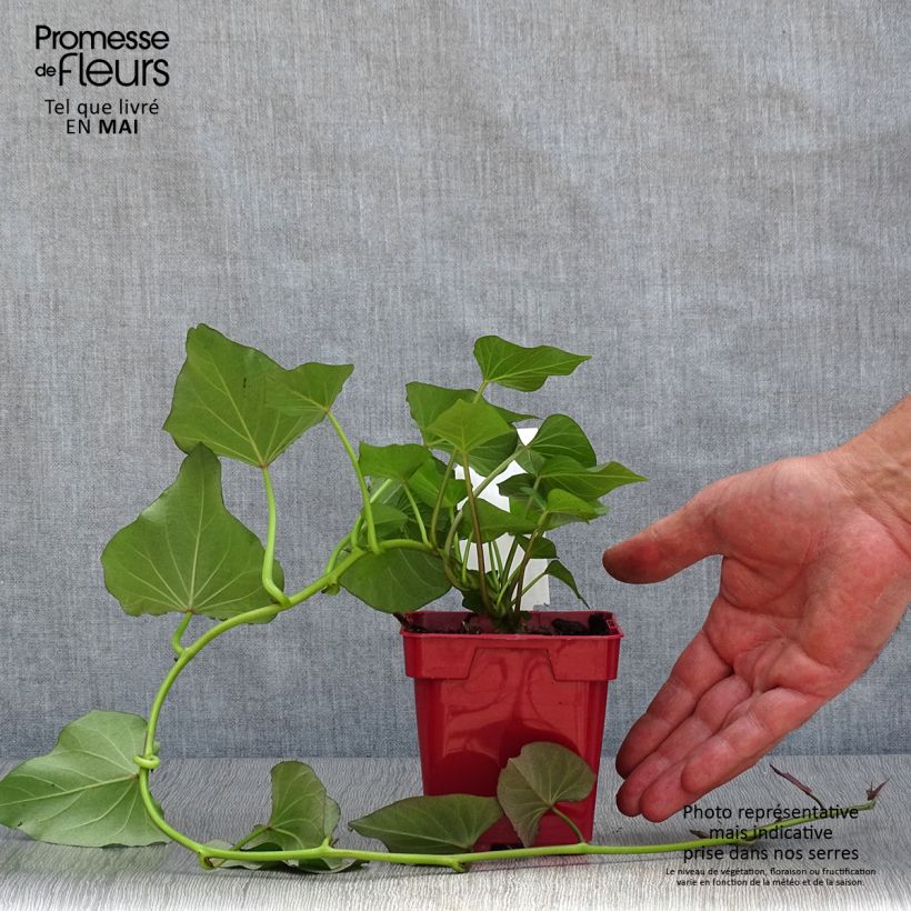 Patata dolce Beauregard Vaso da Ø 10 cm/11 cm esemplare consegnato in primavera