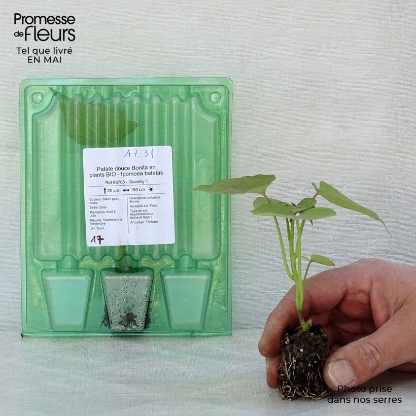 Patata dolce Bonita Bio mini zolla... esemplare consegnato in primavera