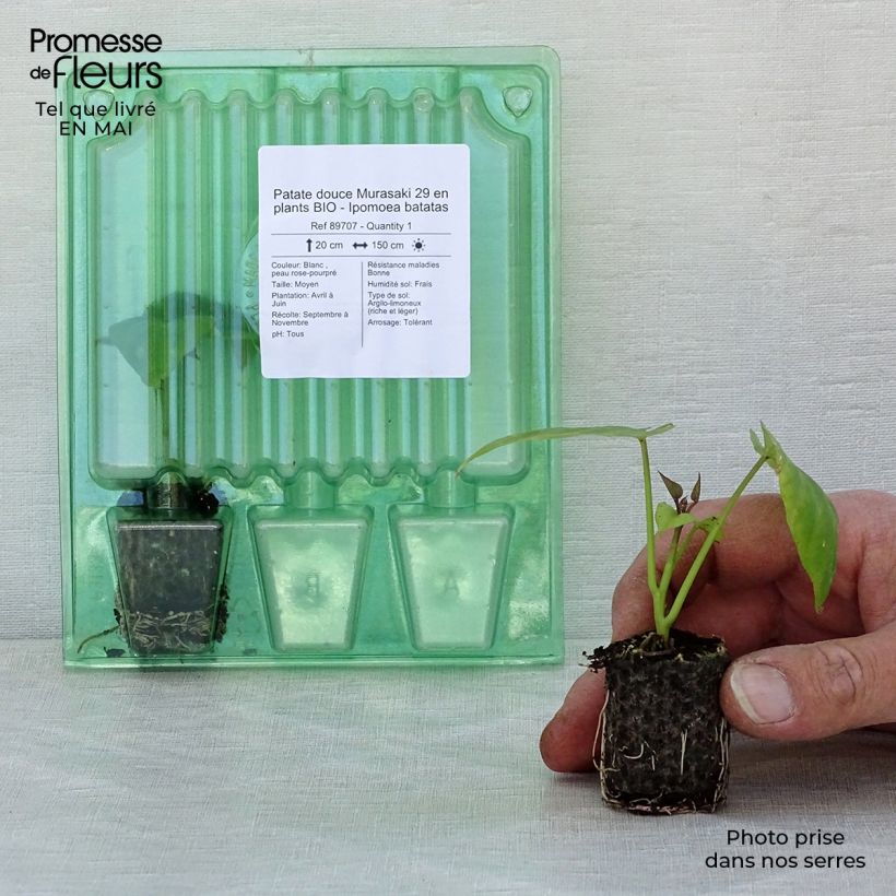 Patata dolce Murasaki 29 Bio mini zolla... esemplare consegnato in primavera