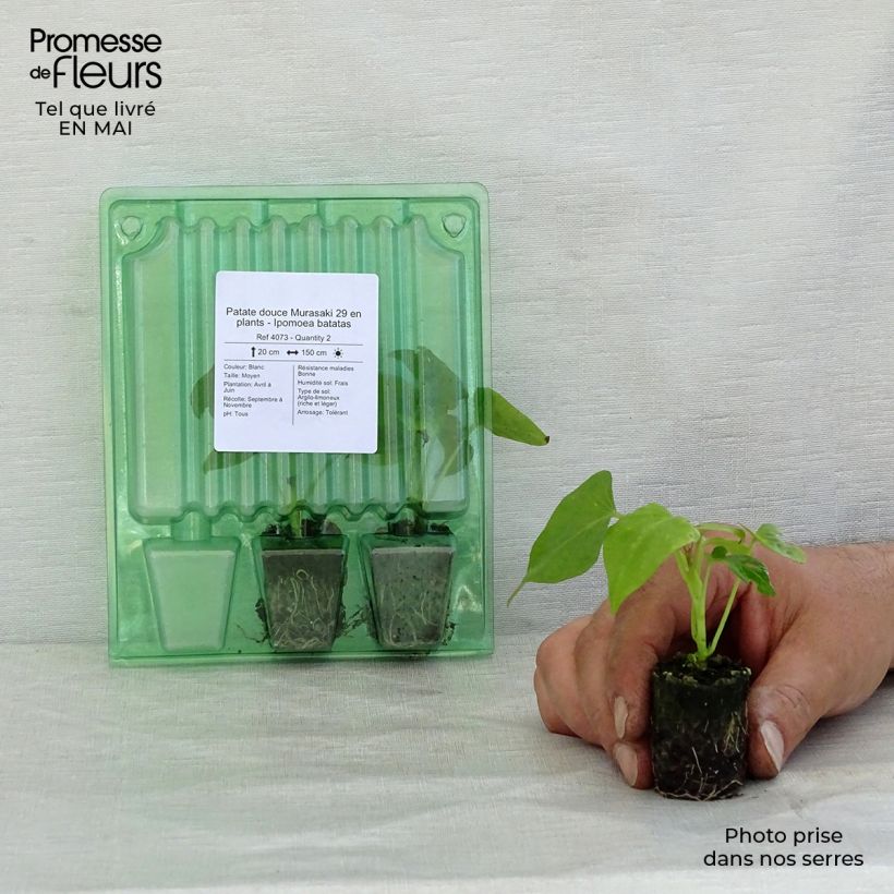 Patata dolce Murasaki 29 mini zolla... esemplare consegnato in primavera