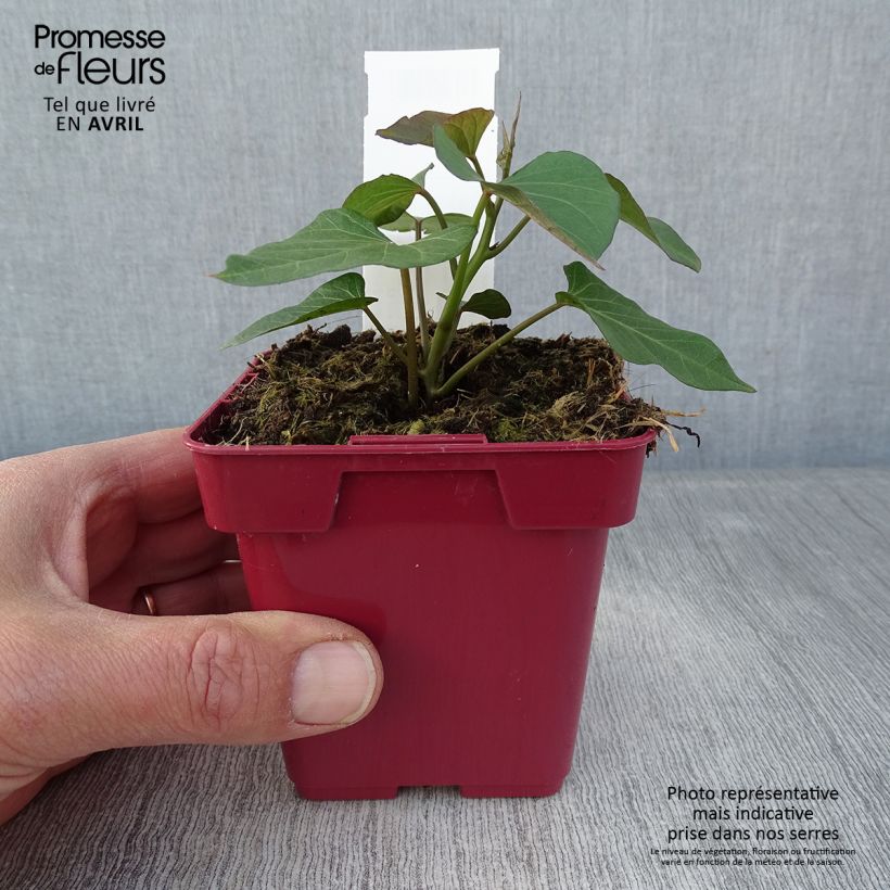 Patata dolce Orleans Vaso da Ø 10 cm/11 cm esemplare consegnato in primavera