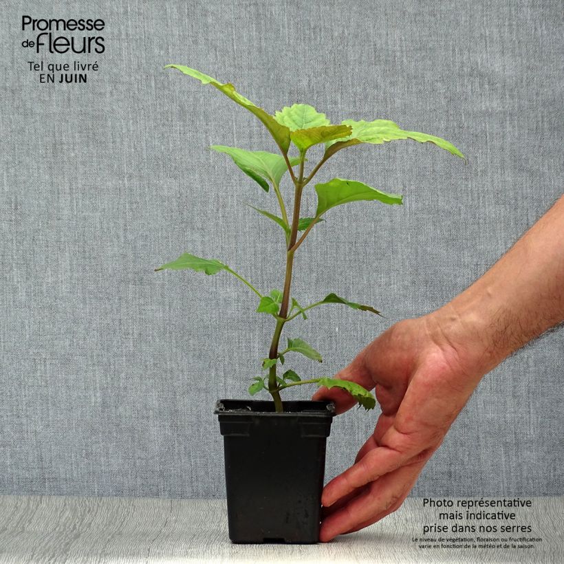 Esemplare di Pogostemon cablin - Patchouli Vasetto da 8/9 cm consegnato in estate