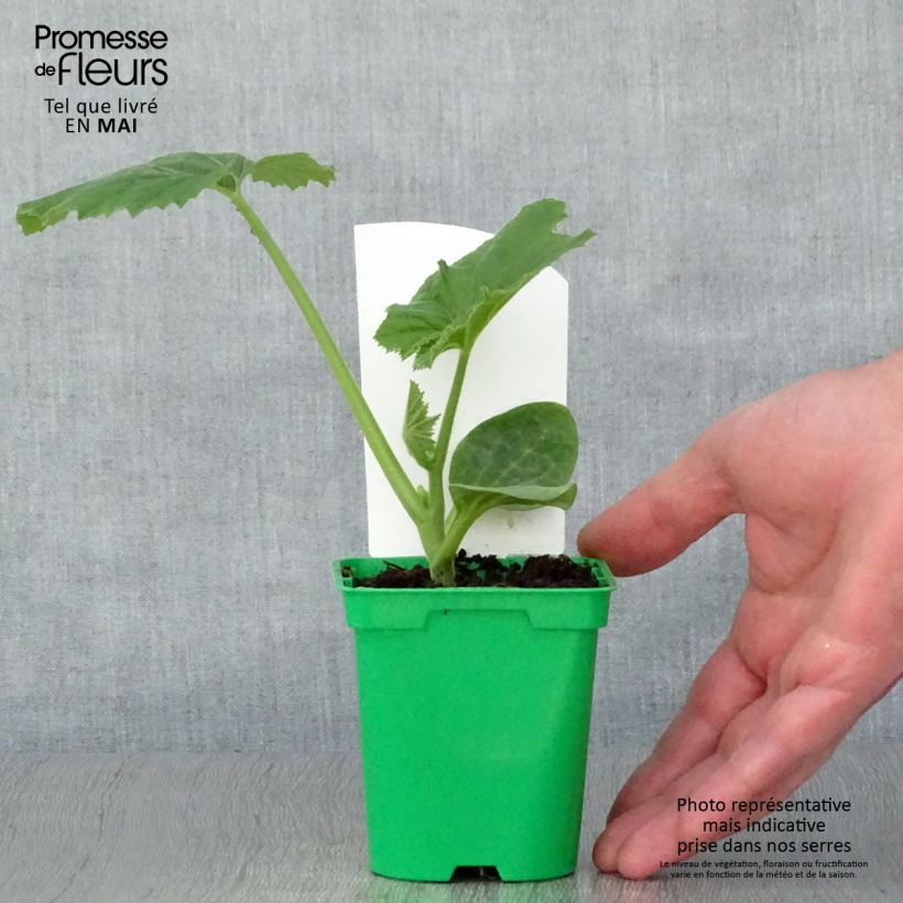 Cucurbita pepo var. ovifera - Zucchina patisson Vaso da Ø 10 cm/11 cm esemplare consegnato in primavera