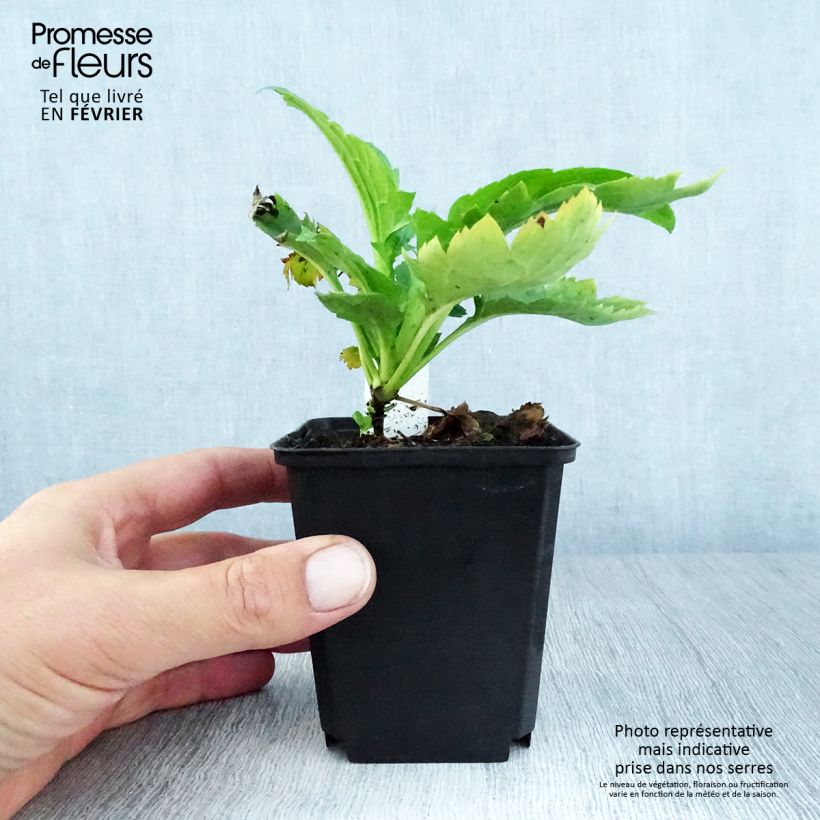 Esemplare di Patrinia gibbosa Vasetto da 8/9 cm come consegnato in autunno