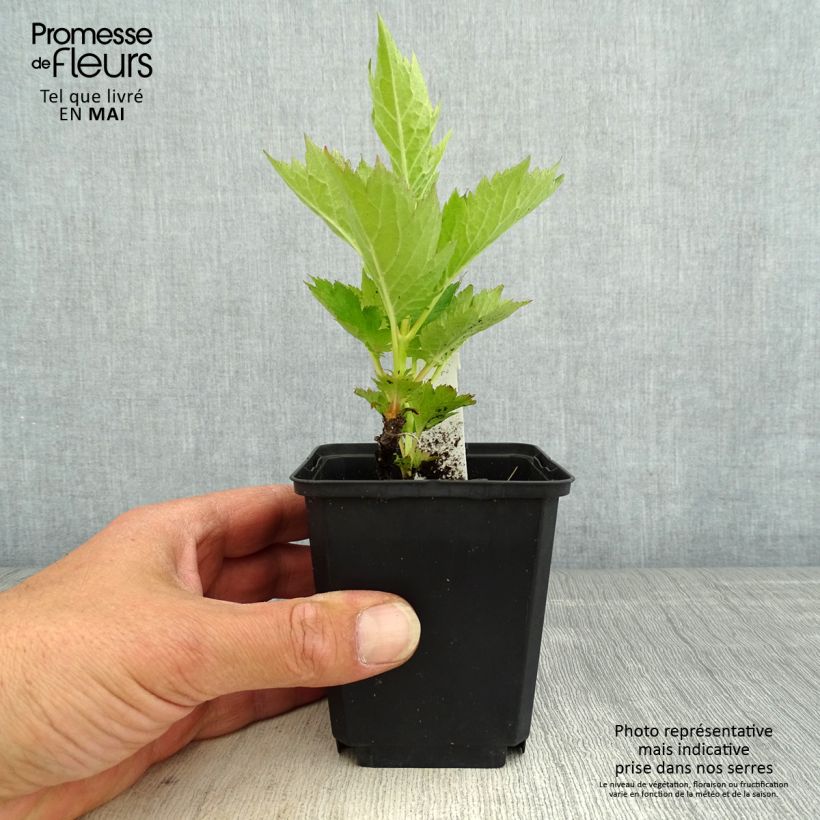 Patrinia gibbosa Vasetto da 8/9 cm esemplare consegnato in primavera