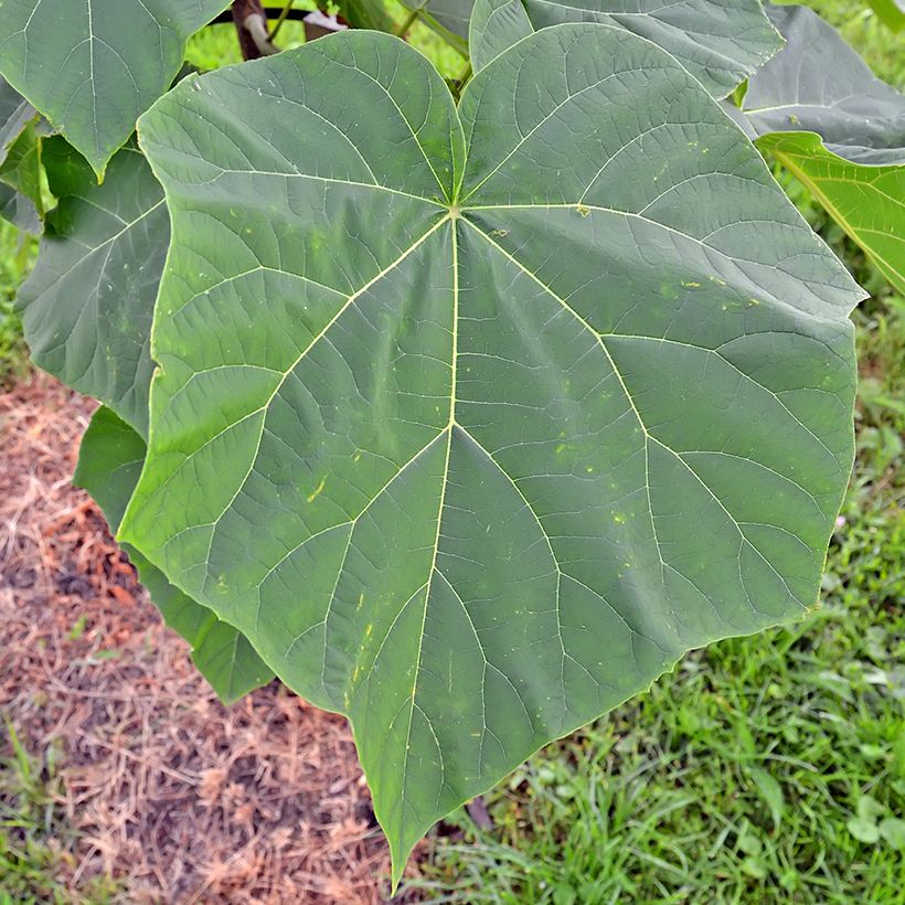 Paulownia tomentosa Hulsdonk (Fogliame)