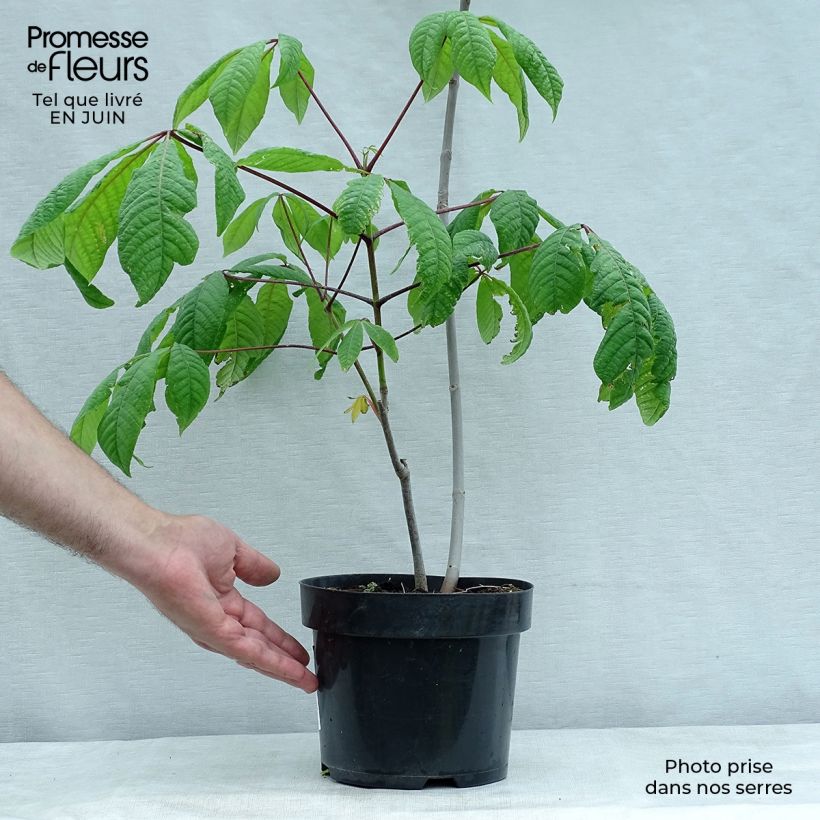 Esemplare di Aesculus parviflora - Ippocastano nano Vaso da 2L/3L consegnato in estate