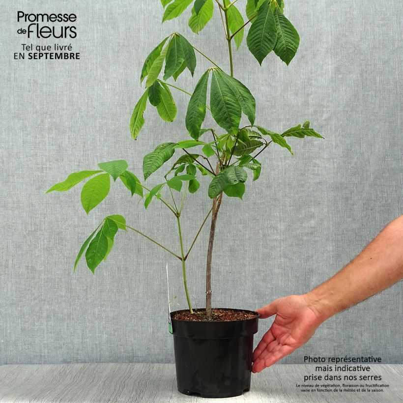 Esemplare di Aesculus parviflora - Ippocastano nano Vaso da 20L/25L come consegnato in autunno