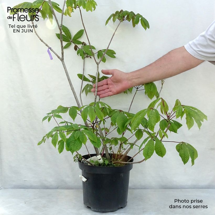 Esemplare di Aesculus parviflora - Ippocastano nano Vaso da 7,5L/10L consegnato in estate