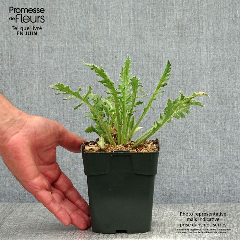 Esemplare di Papaver nudicaule Gartenzwerg Vasetto da 8/9 cm consegnato in estate