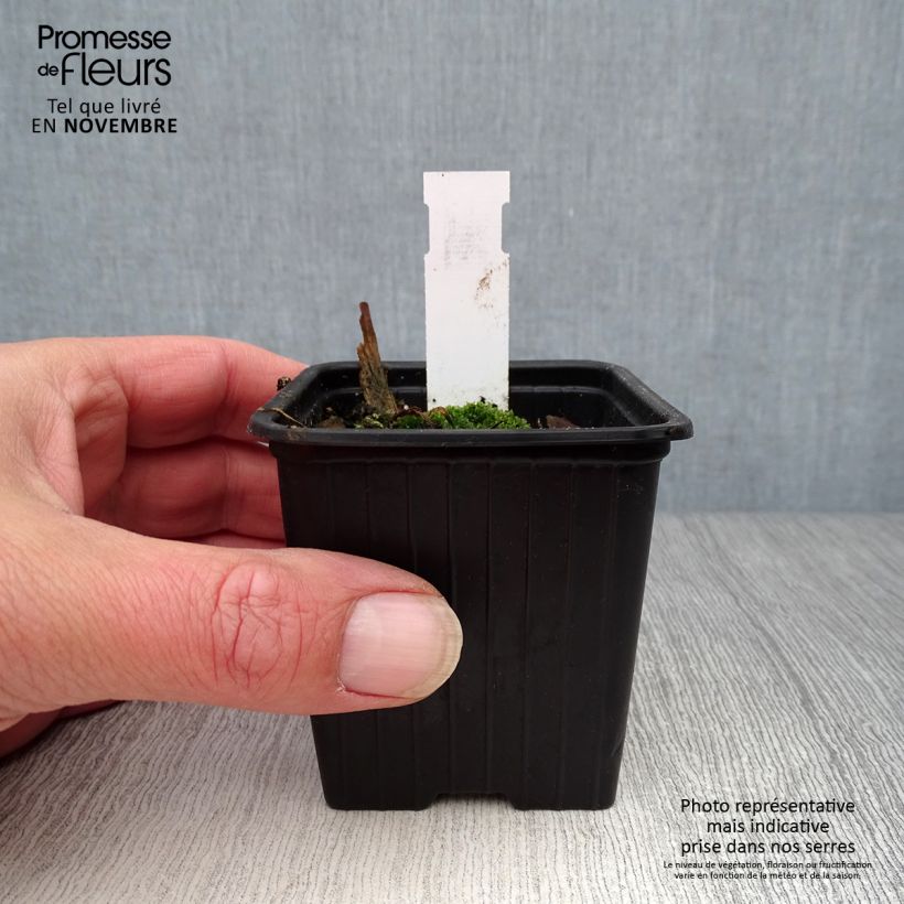 Esemplare di Papaver orientale Clochard Vasetto da 8/9 cm come consegnato in autunno
