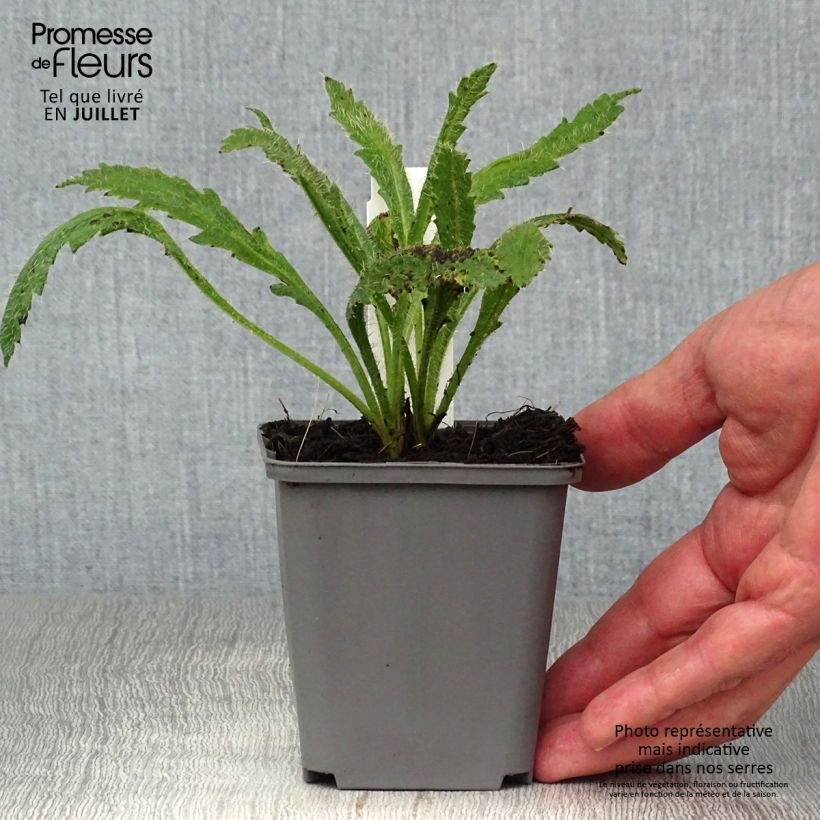 Esemplare di Papaver orientale Harvest Moon Vasetto da 8/9 cm consegnato in estate