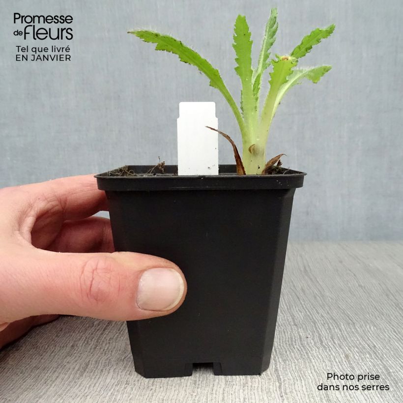 Papaver orientale Helen Elisabeth Vasetto da 8/9 cm esemplare consegnato in inverno