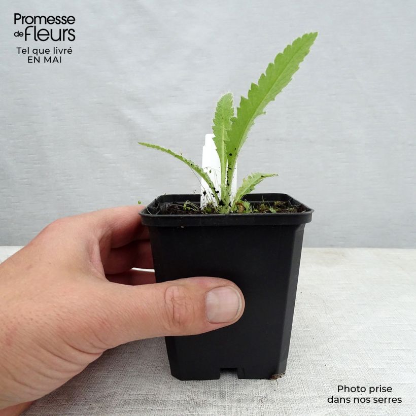 Papaver orientale Manhattan Vasetto da 8/9 cm esemplare consegnato in primavera