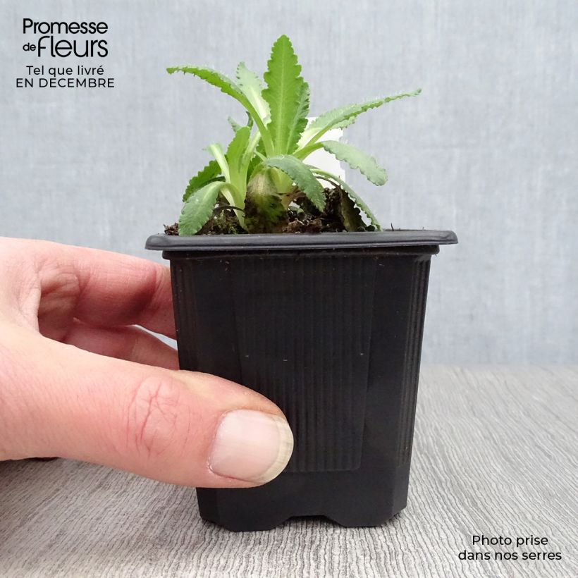 Papaver orientale Manhattan Vasetto da 8/9 cm esemplare consegnato in inverno
