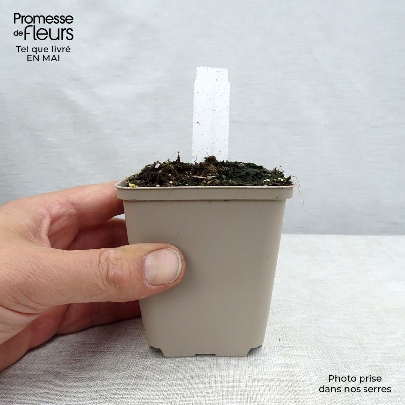 Papaver orientale Perry's White Vasetto da 8/9 cm esemplare consegnato in primavera