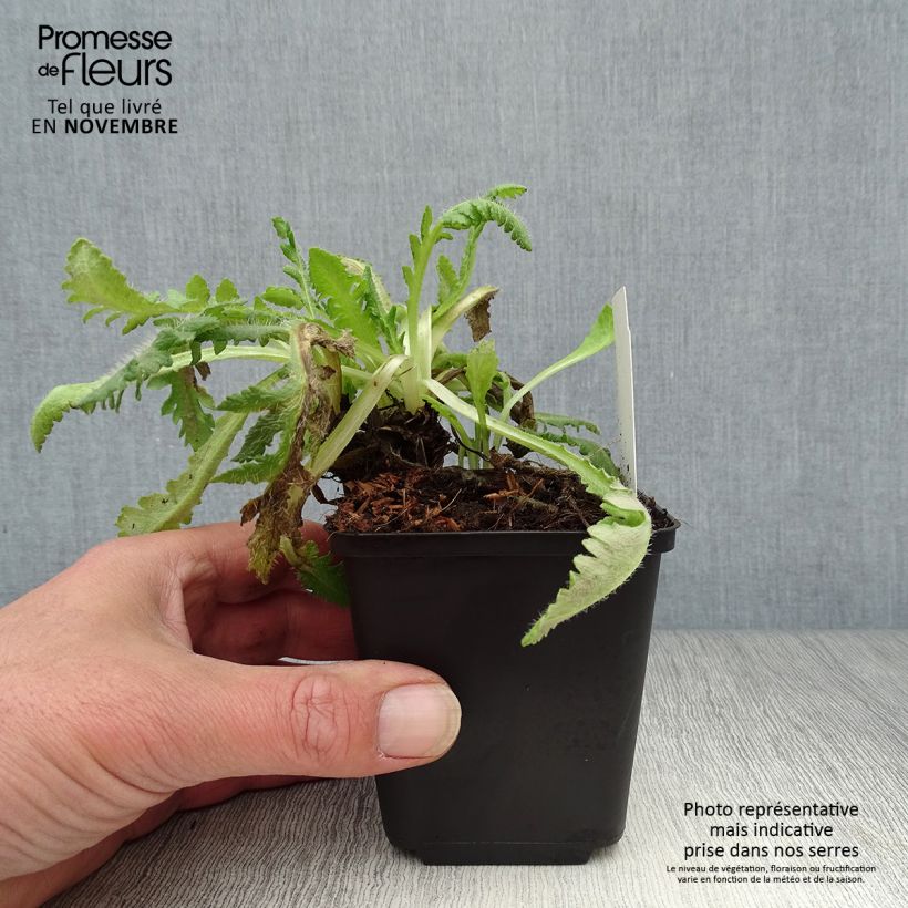 Esemplare di Papaver orientale Picotee Vasetto da 8/9 cm come consegnato in autunno