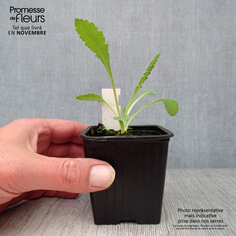 Esemplare di Papaver orientale Royal Chocolate Distinction Vasetto da 8/9 cm come consegnato in autunno