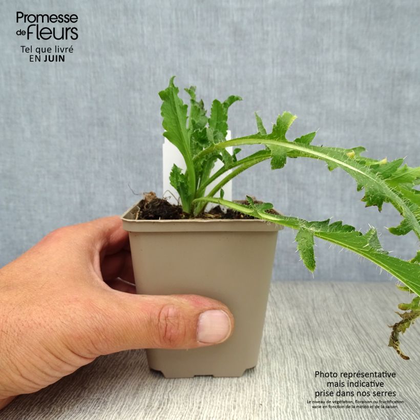 Esemplare di Papaver orientale Royal Wedding Vasetto da 7/8 cm consegnato in estate