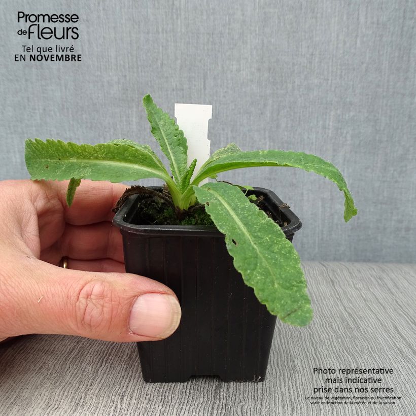 Esemplare di Papaver orientale Türkenlouis Vasetto da 8/9 cm come consegnato in autunno