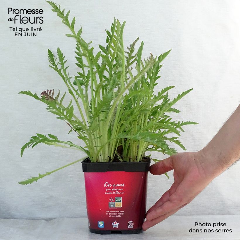 Esemplare di Papaver orientale Allegro Vaso da 2L/3L consegnato in estate