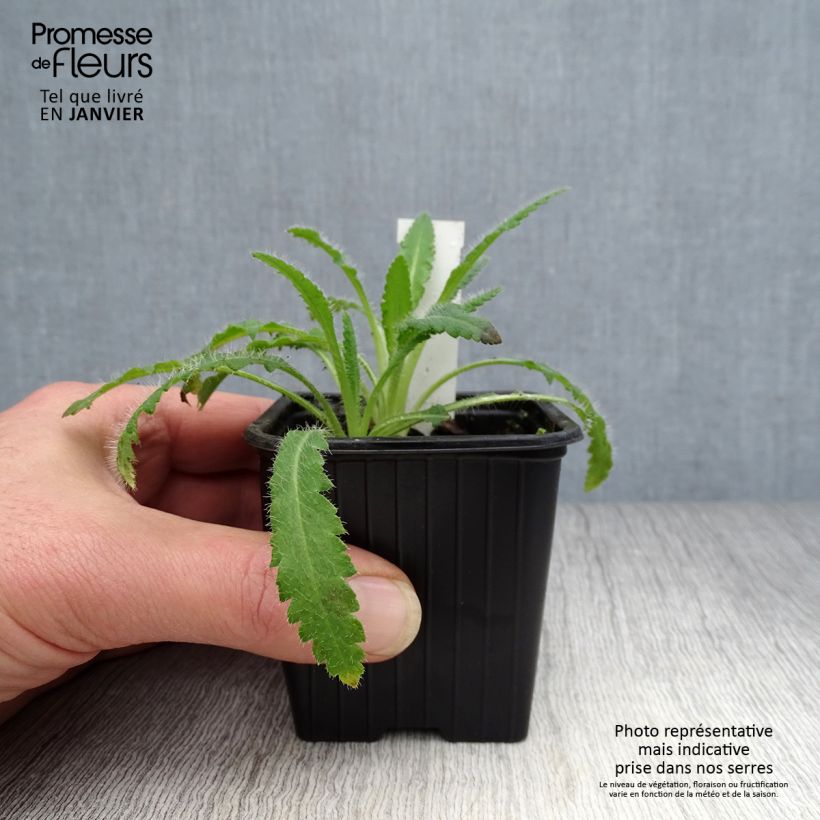 Papaver orientale Marlene Vasetto da 8/9 cm esemplare consegnato in inverno