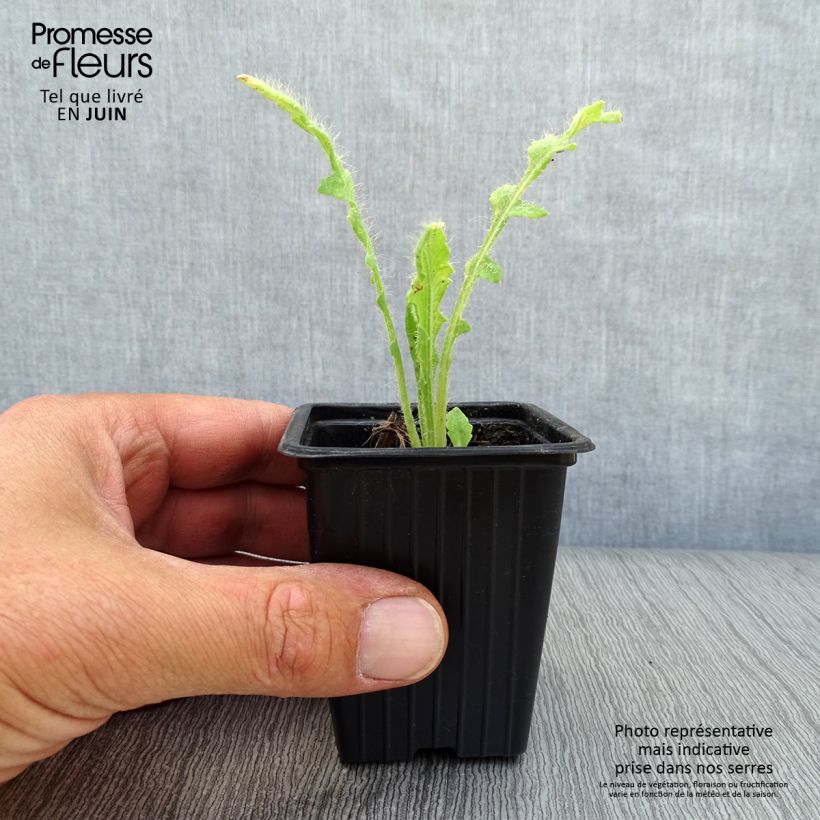 Esemplare di Papaver orientale Beauty of Livermere Vasetto da 7/8 cm consegnato in estate