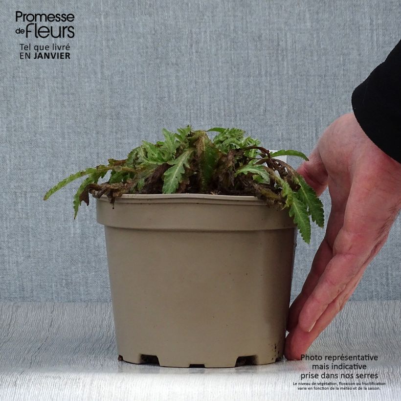 Papaver orientale Patty's Plum Vaso da 2L/3L esemplare consegnato in inverno