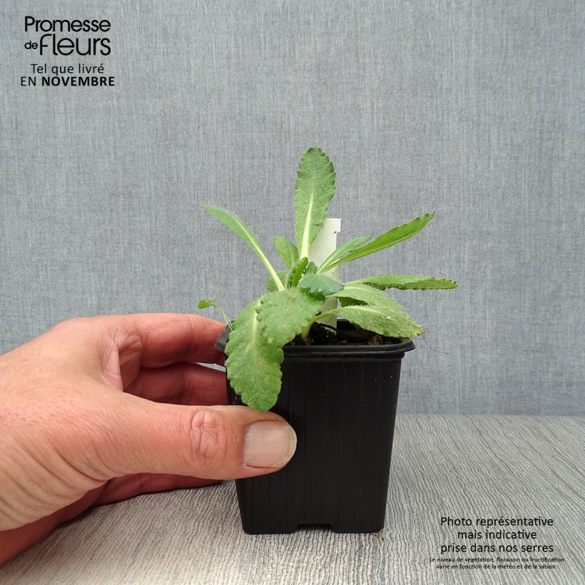 Esemplare di Papaver orientale Perry's White Vasetto da 8/9 cm come consegnato in autunno