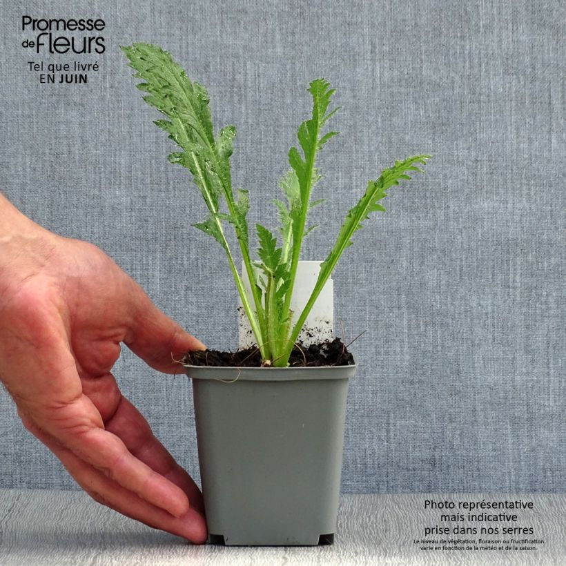 Esemplare di Papaver orientale Princess Victoria Louise Vasetto da 7/8 cm consegnato in estate