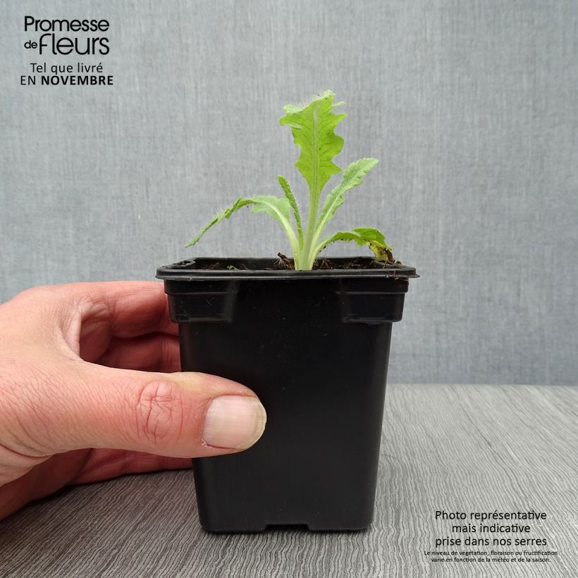 Esemplare di Papaver orientale Allegro Vasetto da 7/8 cm come consegnato in autunno