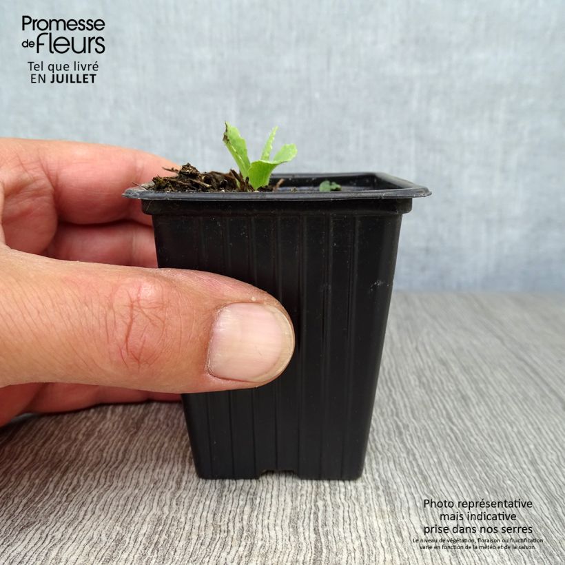 Esemplare di Papaver orientale Allegro Vasetto da 7/8 cm consegnato in estate
