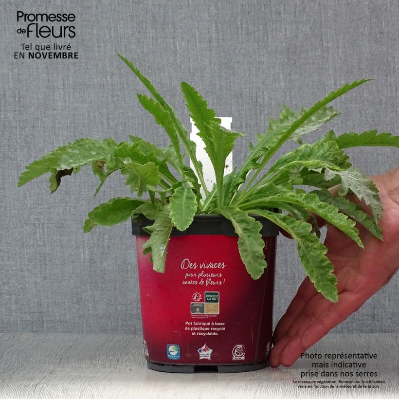 Esemplare di Papaver orientale Allegro Vaso da 2L/3L come consegnato in autunno
