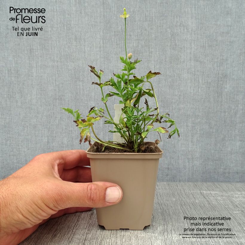 Esemplare di Meconopsis cambrica - Papavero del Galles Vasetto da 8/9 cm consegnato in estate