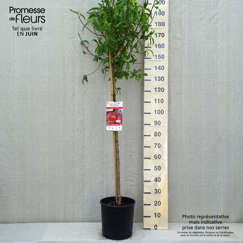Pesco Amsden Vaso da 7,5L/10L, Vaso impalcato medio esemplare consegnato in primavera