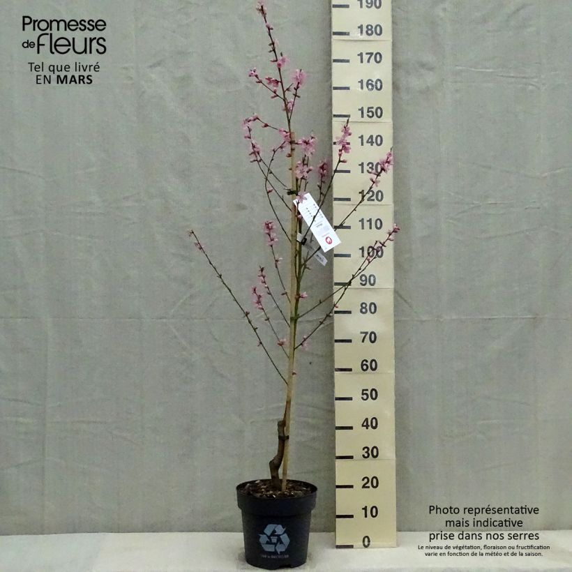 Pesco Bénédicte Vaso da 7,5L/10L, Vasetto esemplare consegnato in primavera