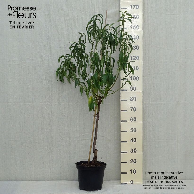 Esemplare di Pesco Charles Ingouf Vaso da 7,5L/10L, Vasetto come consegnato in autunno
