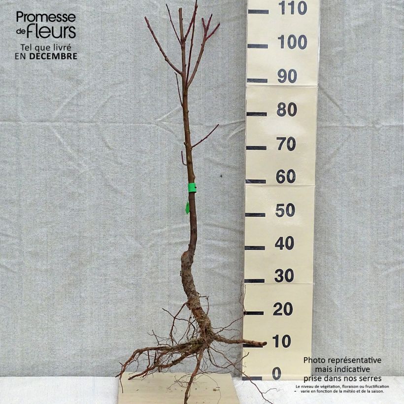 Pesco Dixired Bio Piante grandi a radice nuda, Astone esemplare consegnato in inverno