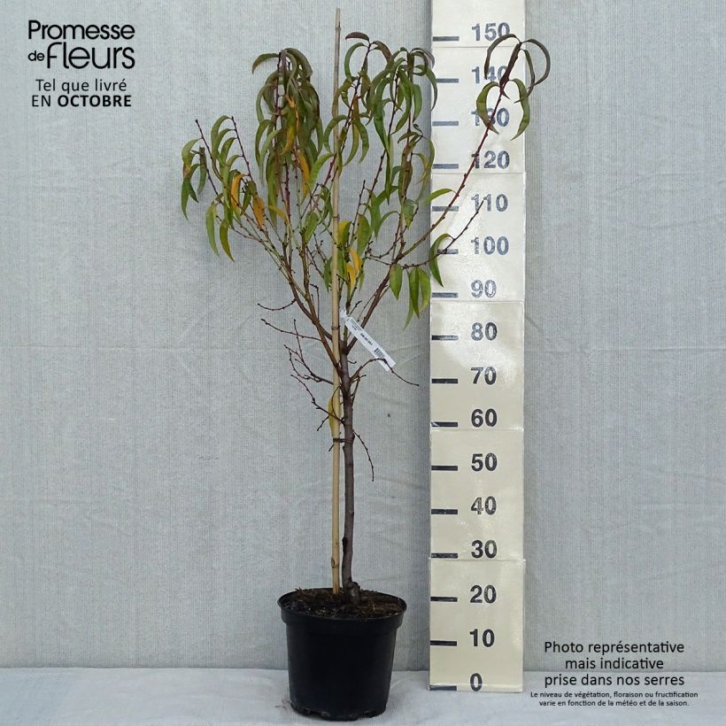 Esemplare di Pesco Dixired Vaso da 7,5L/10L, Vasetto come consegnato in autunno