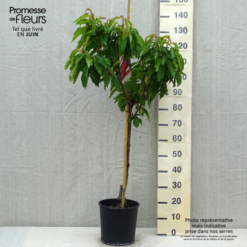 Pesco Dixired Vaso da 7,5L/10L, Vasetto esemplare consegnato in primavera
